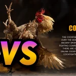 Online Cockfighting App Download
